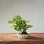 Natal Plum Bonsai #1247
