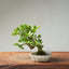 Natal Plum Bonsai #1247