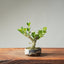 Natal Plum Bonsai #1248