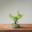 Natal Plum Bonsai #1248