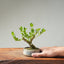 Natal Plum Bonsai #1248