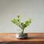 Natal Plum Bonsai #1248