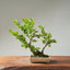 Natal Plum Bonsai #1249