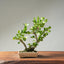 Natal Plum Bonsai #1249