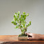 Natal Plum Bonsai #1249