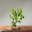 Natal Plum Bonsai #1249
