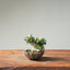 Olive Bonsai #1250