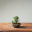 Olive Bonsai #1250