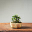 Olive Bonsai #1251