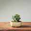 Olive Bonsai #1251