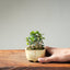 Olive Bonsai #1251