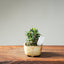 Olive Bonsai #1251