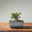 Olive Bonsai #1252