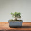 Olive Bonsai #1252