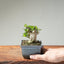Olive Bonsai #1252