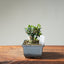 Olive Bonsai #1252
