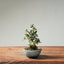 Olive Bonsai #1253