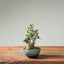 Olive Bonsai #1253