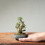 Olive Bonsai #1253
