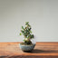Olive Bonsai #1253