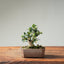Olive Bonsai #1254