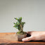 Olive Bonsai #1254