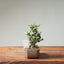 Olive Bonsai #1254
