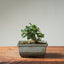 Olive Bonsai #1255