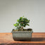 Olive Bonsai #1255