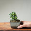 Olive Bonsai #1255
