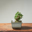 Olive Bonsai #1255