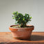 Olive Bonsai #1256