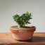 Olive Bonsai #1256