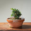 Olive Bonsai #1256