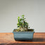 Olive Bonsai #1257