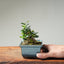 Olive Bonsai #1257