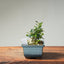 Olive Bonsai #1257