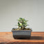 Olive Bonsai #1258