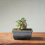 Olive Bonsai #1258