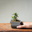 Olive Bonsai #1258