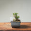 Olive Bonsai #1258