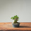 Olive Bonsai #1259
