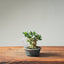 Olive Bonsai #1259