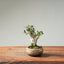 Olive Bonsai #1260