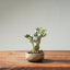 Olive Bonsai #1260