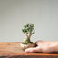 Olive Bonsai #1260