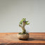 Olive Bonsai #1260