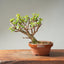 Dwarf Jade Bonsai #1261