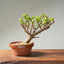Dwarf Jade Bonsai #1261