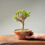 Dwarf Jade Bonsai #1261